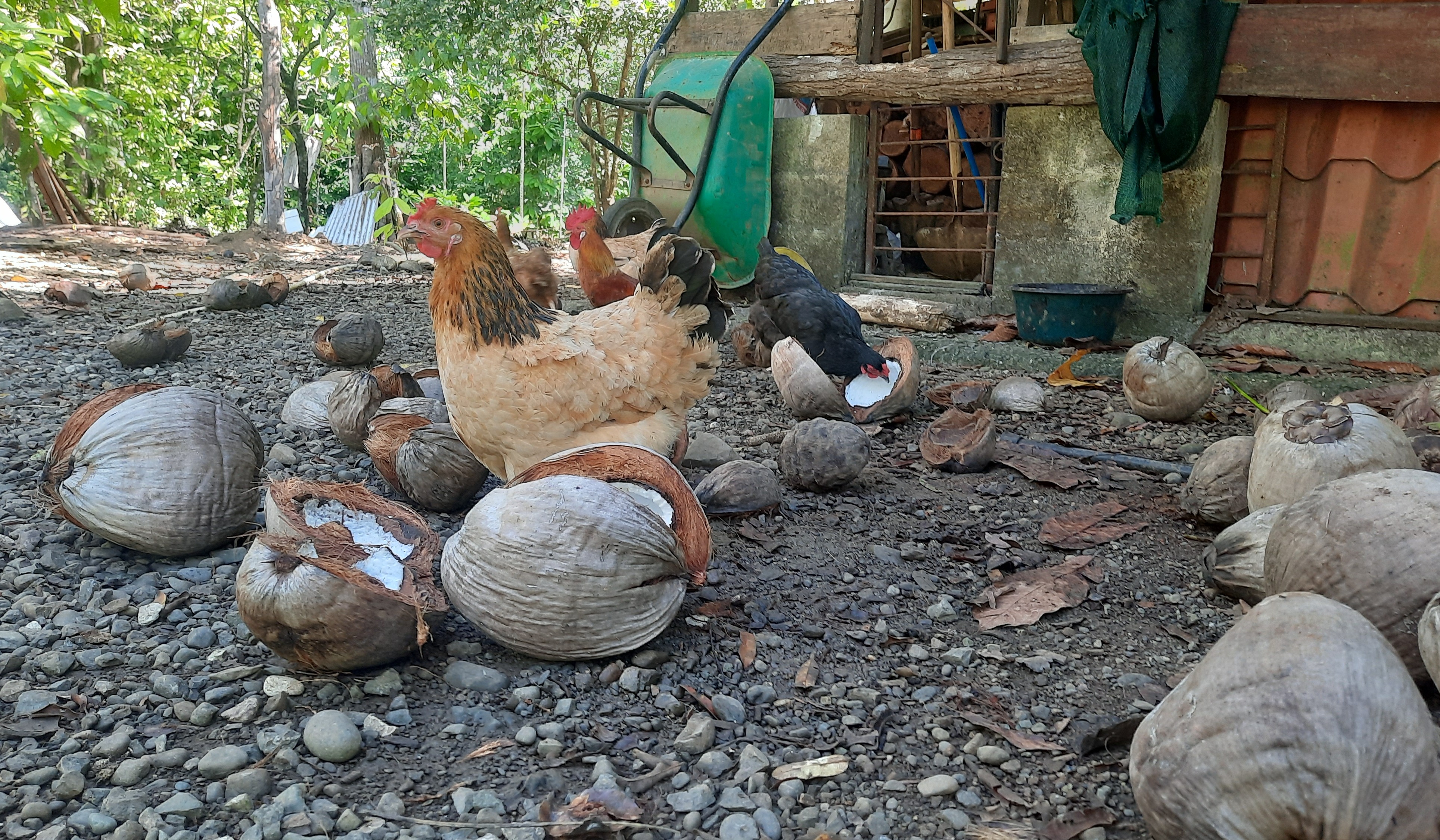 Chicken at Rancho Raices eating coconuts