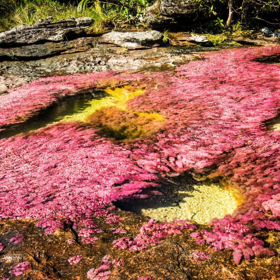 Caño Cristales