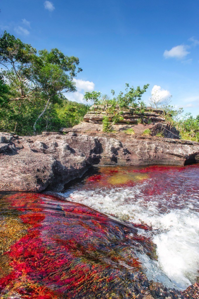 Cano-Cristales-el-rio-de-los-cinco-colores-681x1024-1